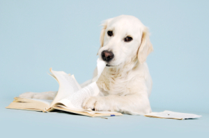 A blond dog sitting with a book. The dog is chewing on a page from the book.