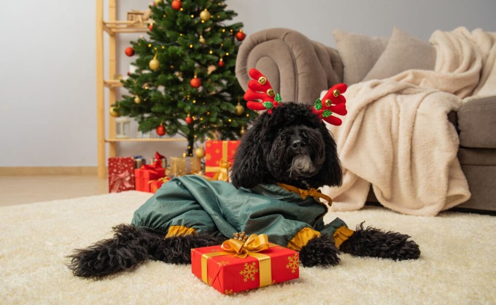 A black cockerpoo dog laying next to a Christmas tree, wearing reindeer antlers.