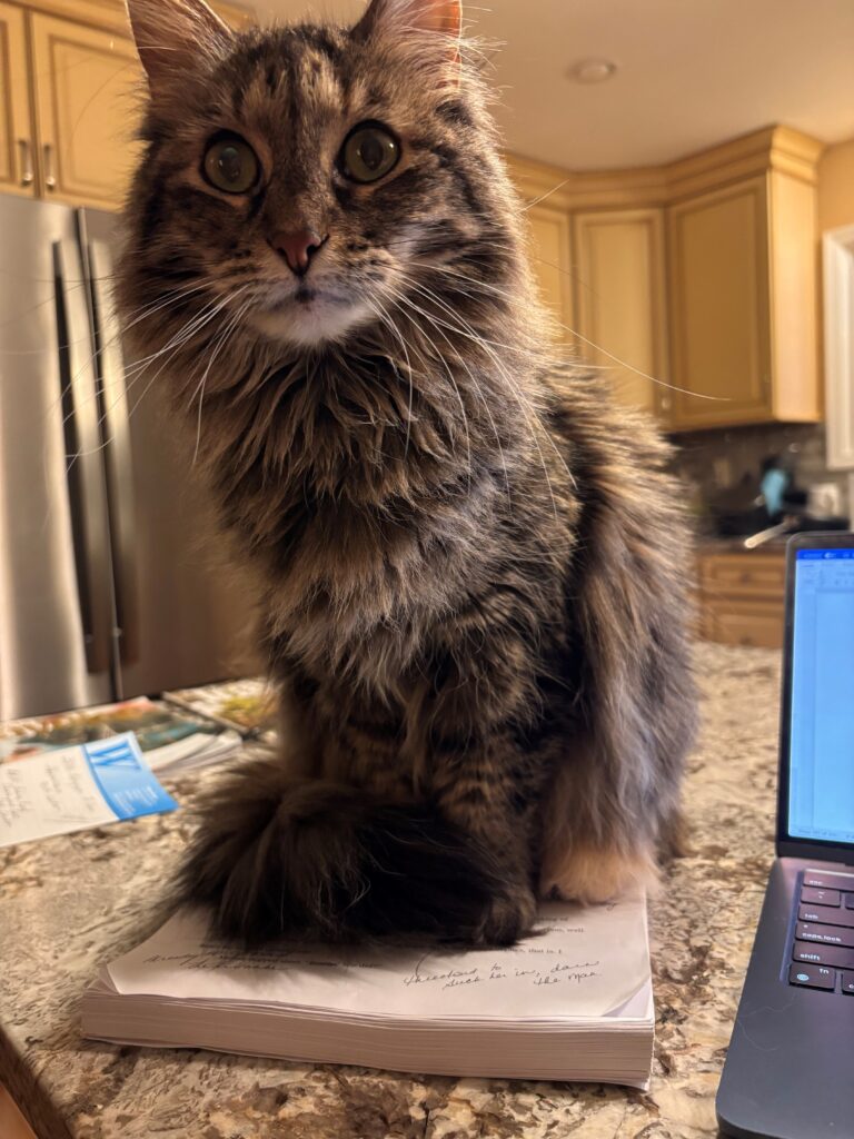 A fluffy cat sits on a stack on papers