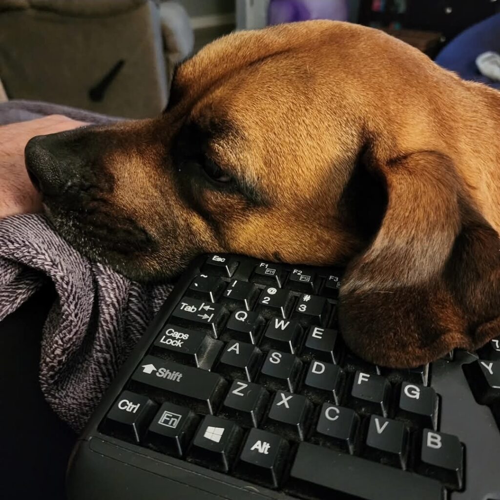 A large brown dog rests its head next to a computer keyboard